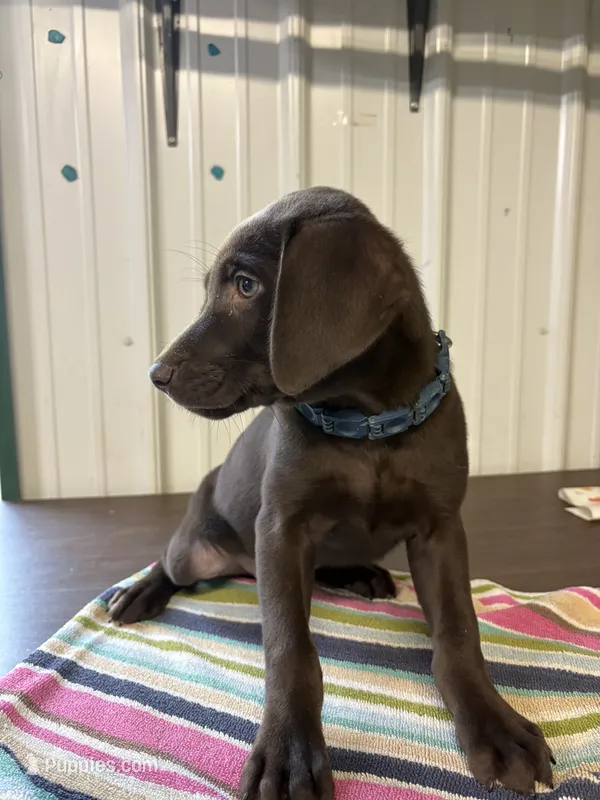 Grace – Labrador Retriever puppy for sale in Glencoe, MN