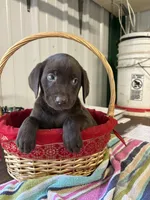 Penny, a female Labrador Retriever for sale in Glencoe, MN – 3 of 4