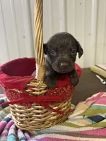 Peanut, a female Labrador Retriever for sale in Glencoe, MN – 1 of 3