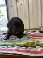 Goose , a male Labrador Retriever for sale in Glencoe, MN – 4 of 6