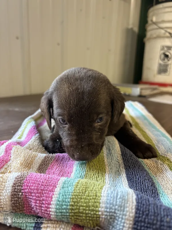 Jake – Labrador Retriever puppy for sale in Glencoe, MN