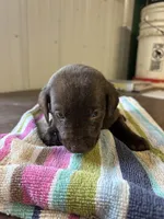 Jake, a male Labrador Retriever for sale in Glencoe, MN – 1 of 3
