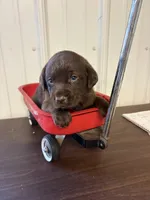 Champ, a male Labrador Retriever for sale in Glencoe, MN – 4 of 4