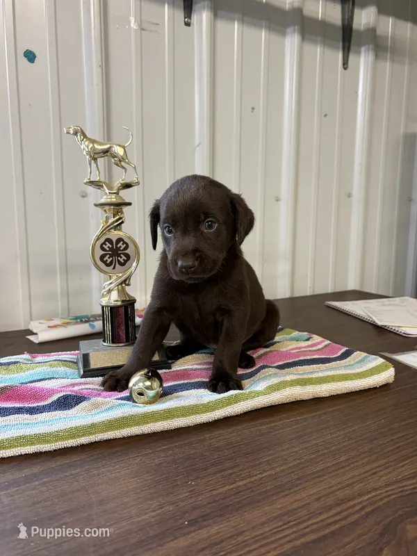 Hope – Labrador Retriever puppy for sale in Glencoe, MN
