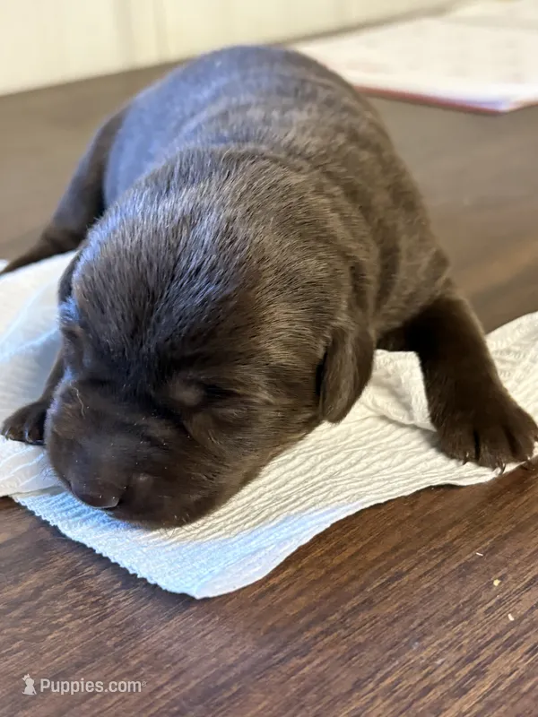 Primce – Labrador Retriever puppy for sale in Glencoe, MN