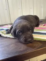 Sam, a male Labrador Retriever for sale in Glencoe, MN – Photo 1 of 3