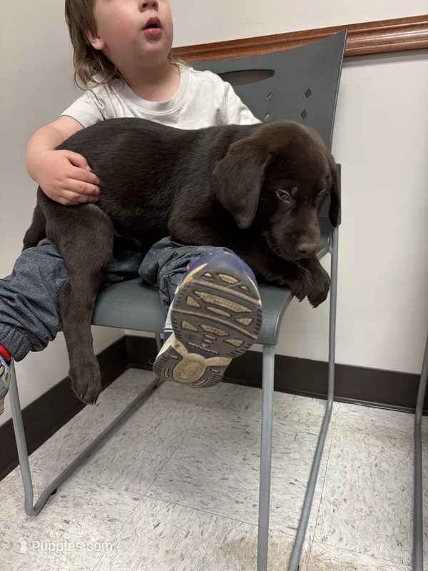 Sam – Labrador Retriever puppy for sale in Glencoe, MN