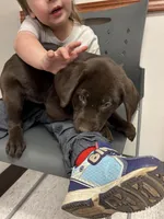 Sam, a male Labrador Retriever for sale in Glencoe, MN – Photo 2 of 7