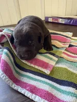 Sam, a male Labrador Retriever for sale in Glencoe, MN – Photo 3 of 3