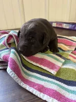 Sam, a male Labrador Retriever for sale in Glencoe, MN – Photo 2 of 3