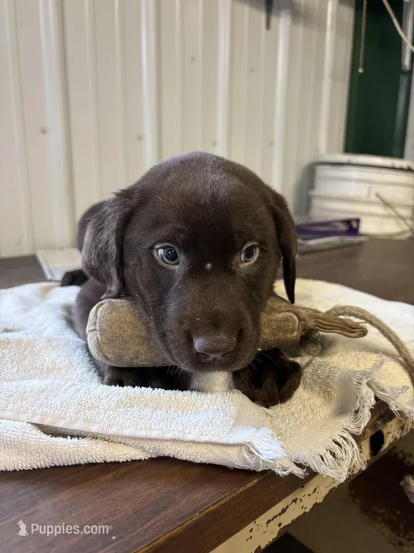 Sam – Labrador Retriever puppy for sale in Glencoe, MN