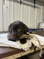 Sam, a male Labrador Retriever for sale in Glencoe, MN – Photo 4 of 7