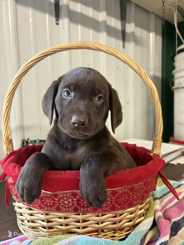 Penny – Labrador Retriever puppy for sale in Glencoe, MN