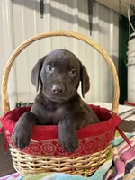 Penny, a female Labrador Retriever for sale in Glencoe, MN – 1 of 4
