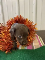 Peanut , a female Labrador Retriever for sale in Glencoe, MN – 2 of 3