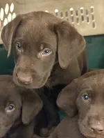 Charlie, a male Labrador Retriever for sale in Glencoe, MN – 2 of 2