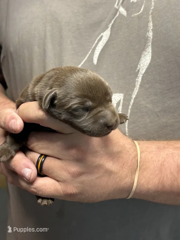 Boy – Labrador Retriever puppy for sale in Glencoe, MN