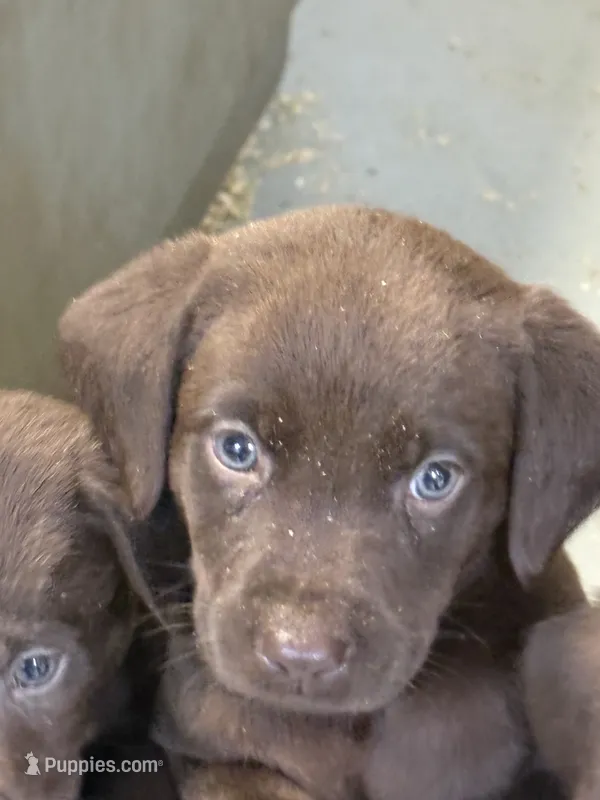 Peanut  – Labrador Retriever puppy for sale in Glencoe, MN