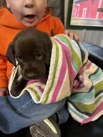 Lucy, a female Labrador Retriever for sale in Glencoe, MN – 2 of 2
