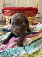 Peanut, a female Labrador Retriever for sale in Glencoe, MN – 3 of 3