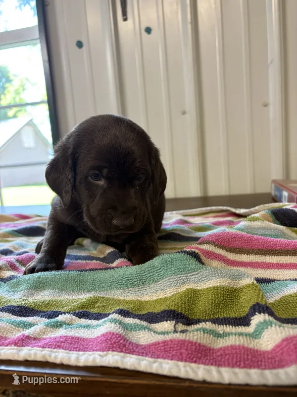 Joy – Labrador Retriever puppy for sale in Glencoe, MN