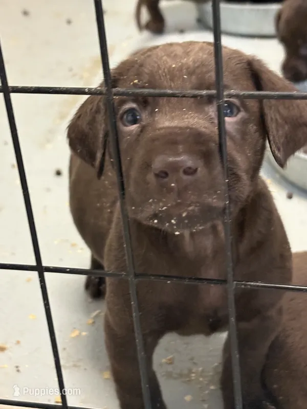 Jake – Labrador Retriever puppy for sale in Glencoe, MN