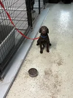 Gus , a male Labrador Retriever for sale in Glencoe, MN – Photo 3 of 3