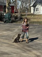 Gus , a male Labrador Retriever for sale in Glencoe, MN – Photo 3 of 3