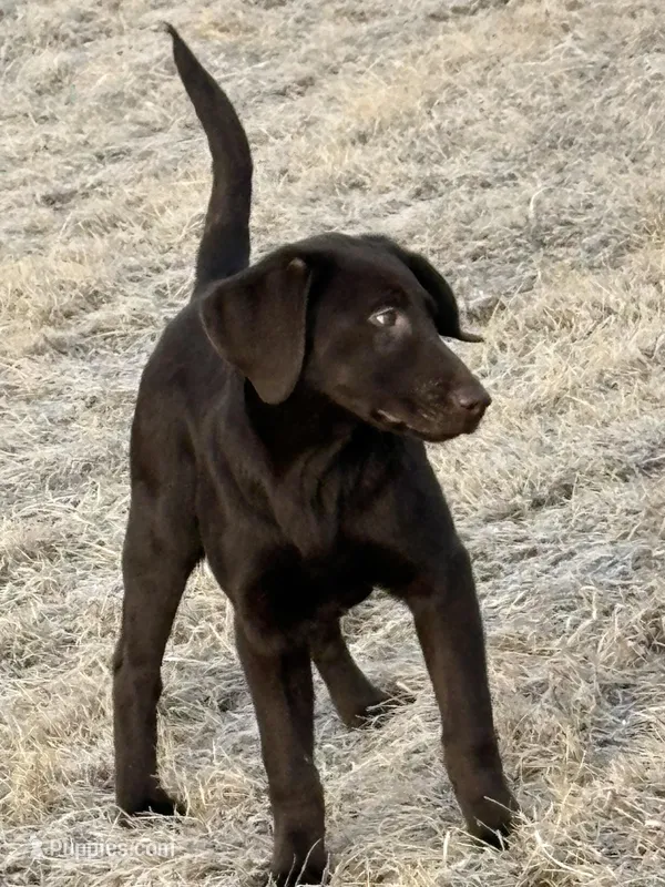 Gus  – Labrador Retriever puppy for sale in Glencoe, MN