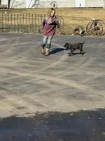 Gus , a male Labrador Retriever for sale in Glencoe, MN – Photo 2 of 3