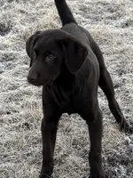 Gus , a male Labrador Retriever for sale in Glencoe, MN – Photo 2 of 3
