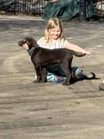 Gus , a male Labrador Retriever for sale in Glencoe, MN – Photo 1 of 3