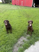 Faith , a female Labrador Retriever for sale in Glencoe, MN – 4 of 4