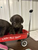 Autumn , a female Labrador Retriever for sale in Glencoe, MN – 3 of 3