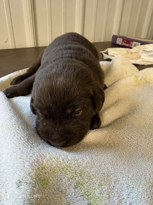 Bell, a female Labrador Retriever for sale in Glencoe, MN – 1 of 3