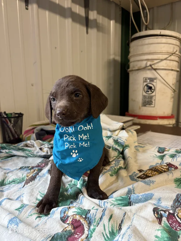 Peanut  – Labrador Retriever puppy for sale in Glencoe, MN