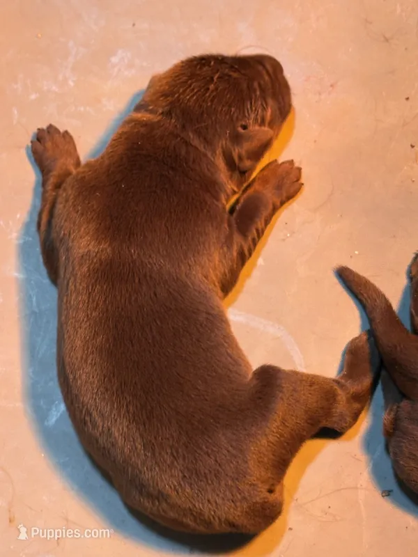 Joy – Labrador Retriever puppy for sale in Glencoe, MN