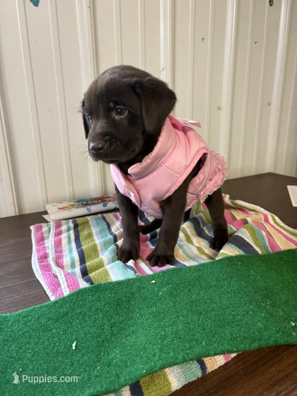 Hope – Labrador Retriever puppy for sale in Glencoe, MN