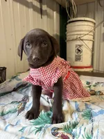 Penny, a female Labrador Retriever for sale in Glencoe, MN – 4 of 4