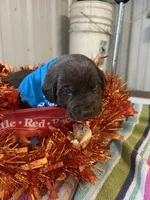 Joy, a female Labrador Retriever for sale in Glencoe, MN – 3 of 3