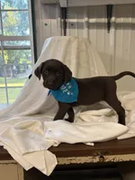Tank, a male Labrador Retriever for sale in Glencoe, MN – 1 of 3