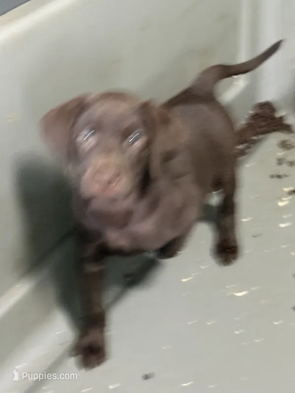 Grace – Labrador Retriever puppy for sale in Glencoe, MN