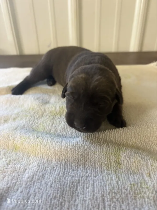 Chip, a male Labrador Retriever for sale in Glencoe, MN – 1 of 3