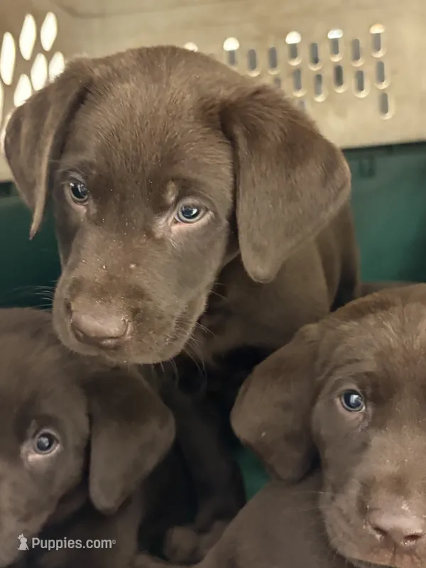 Primce – Labrador Retriever puppy for sale in Glencoe, MN