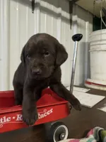 Autumn , a female Labrador Retriever for sale in Glencoe, MN – 2 of 3