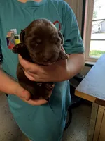 Primce, a male Labrador Retriever for sale in Glencoe, MN – 2 of 3