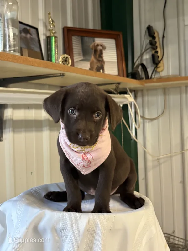 Hope – Labrador Retriever puppy for sale in Glencoe, MN
