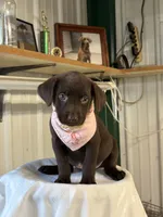 Hope, a female Labrador Retriever for sale in Glencoe, MN – 1 of 3