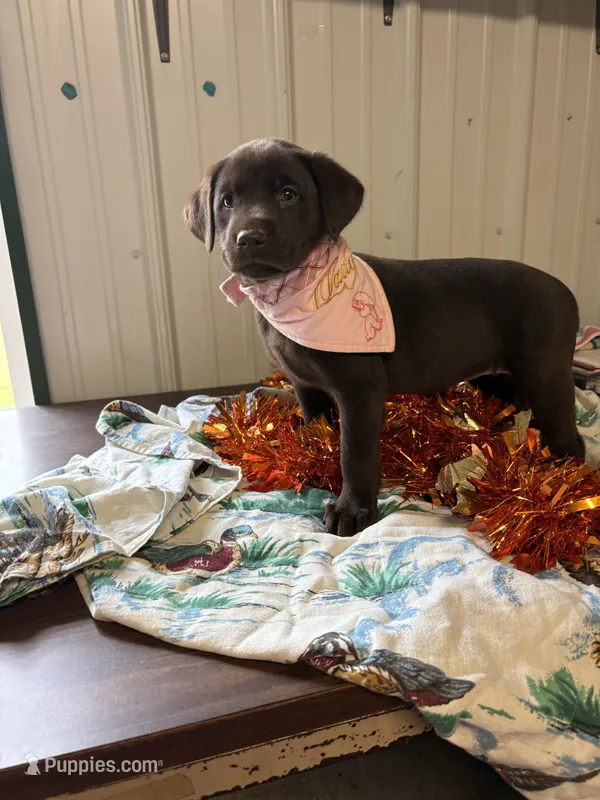 Faith  – Labrador Retriever puppy for sale in Glencoe, MN