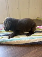 Jake, a male Labrador Retriever for sale in Glencoe, MN – 2 of 3